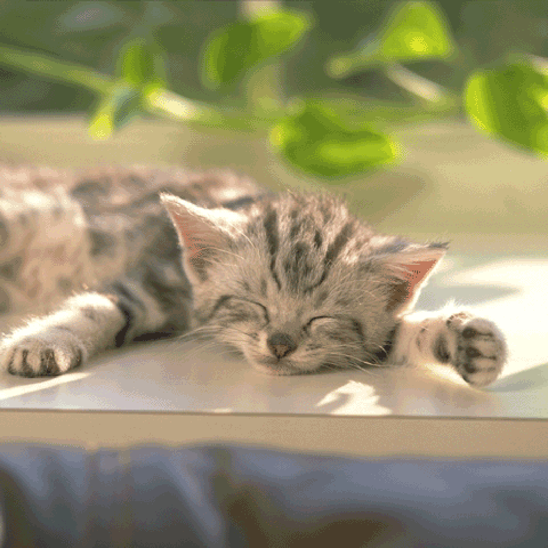 超初期のころのアイコンの猫